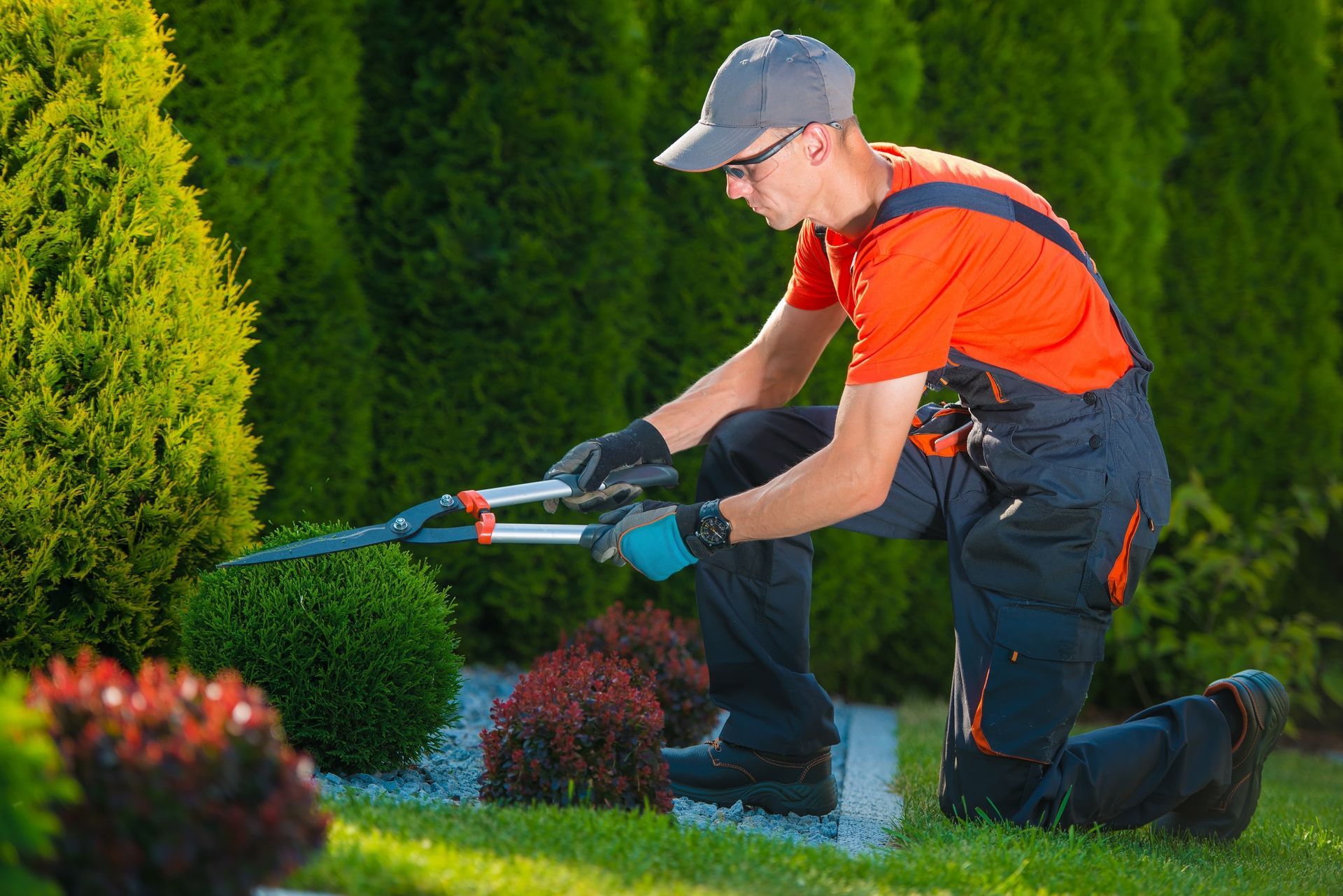 A man is kneeling down in a garden cutting a bush with a pair of scissors.