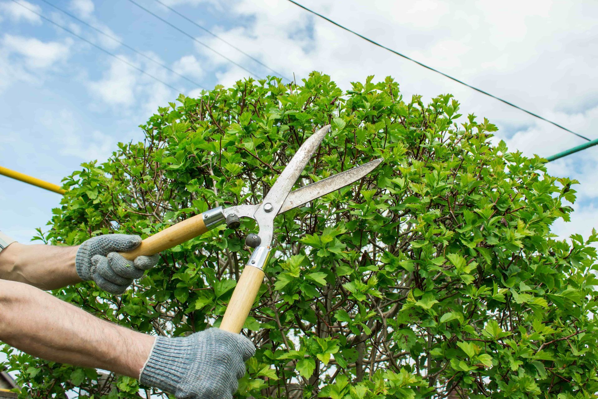 A person is cutting a bush with a pair of scissors.