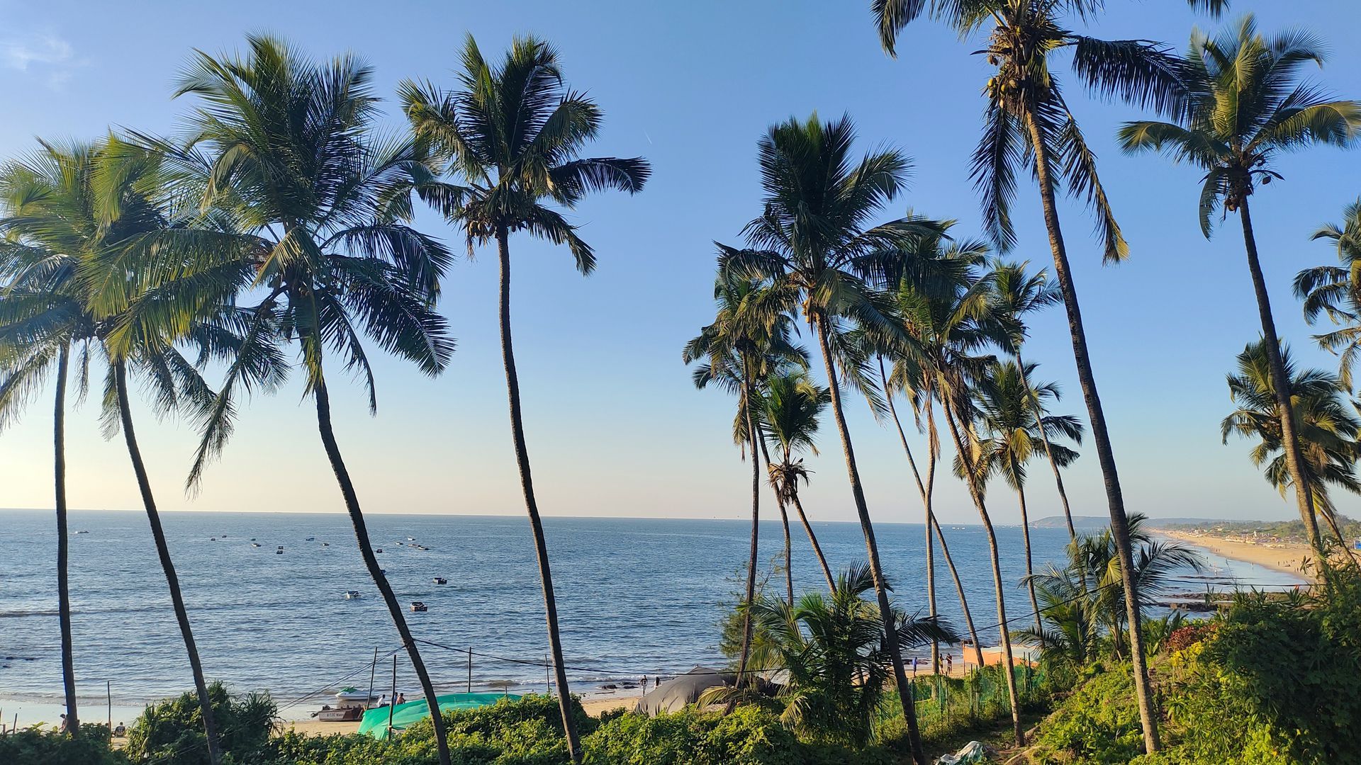 A row of palm trees on a beach overlooking the ocean