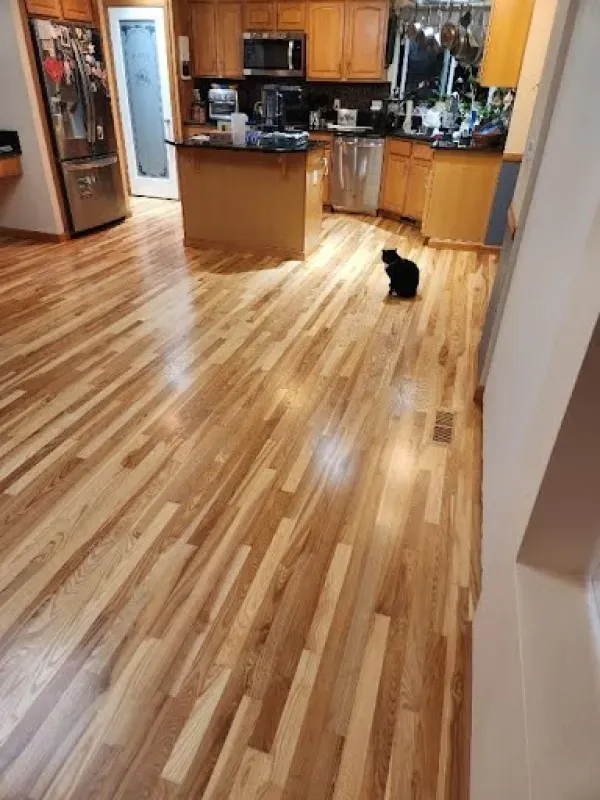 A cat is standing on a wooden floor in a kitchen.