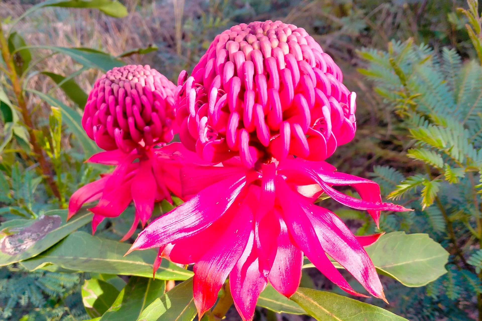 A close up of a pink flower surrounded by green leaves.