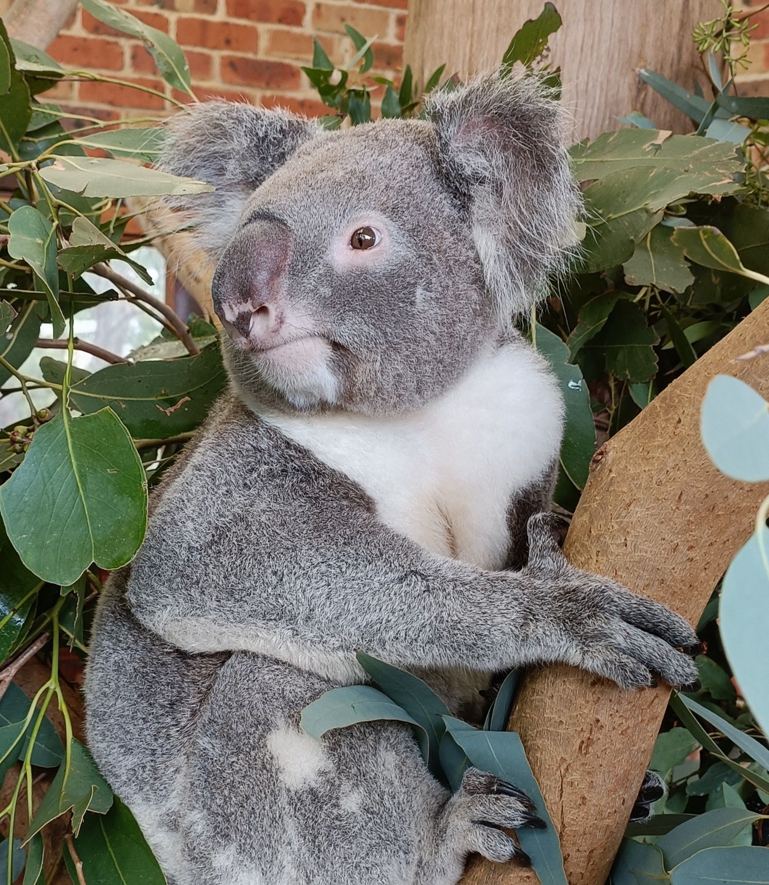 A koala bear is sitting on a tree branch surrounded by leaves.