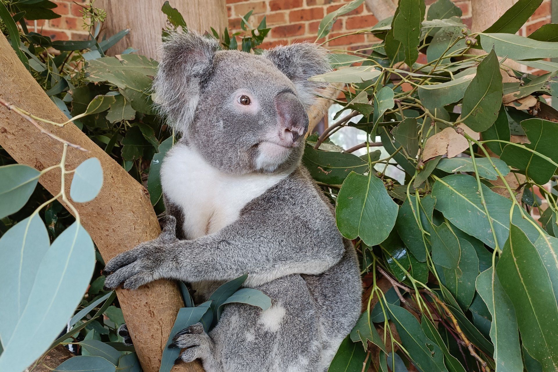 A koala bear is sitting on a tree branch surrounded by leaves.