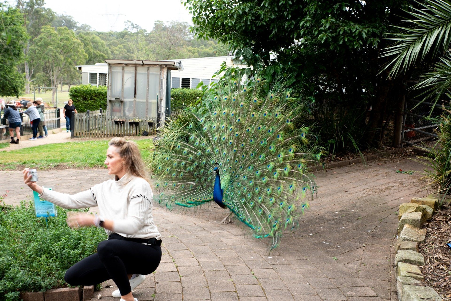 Native Animals in Blue Mountains