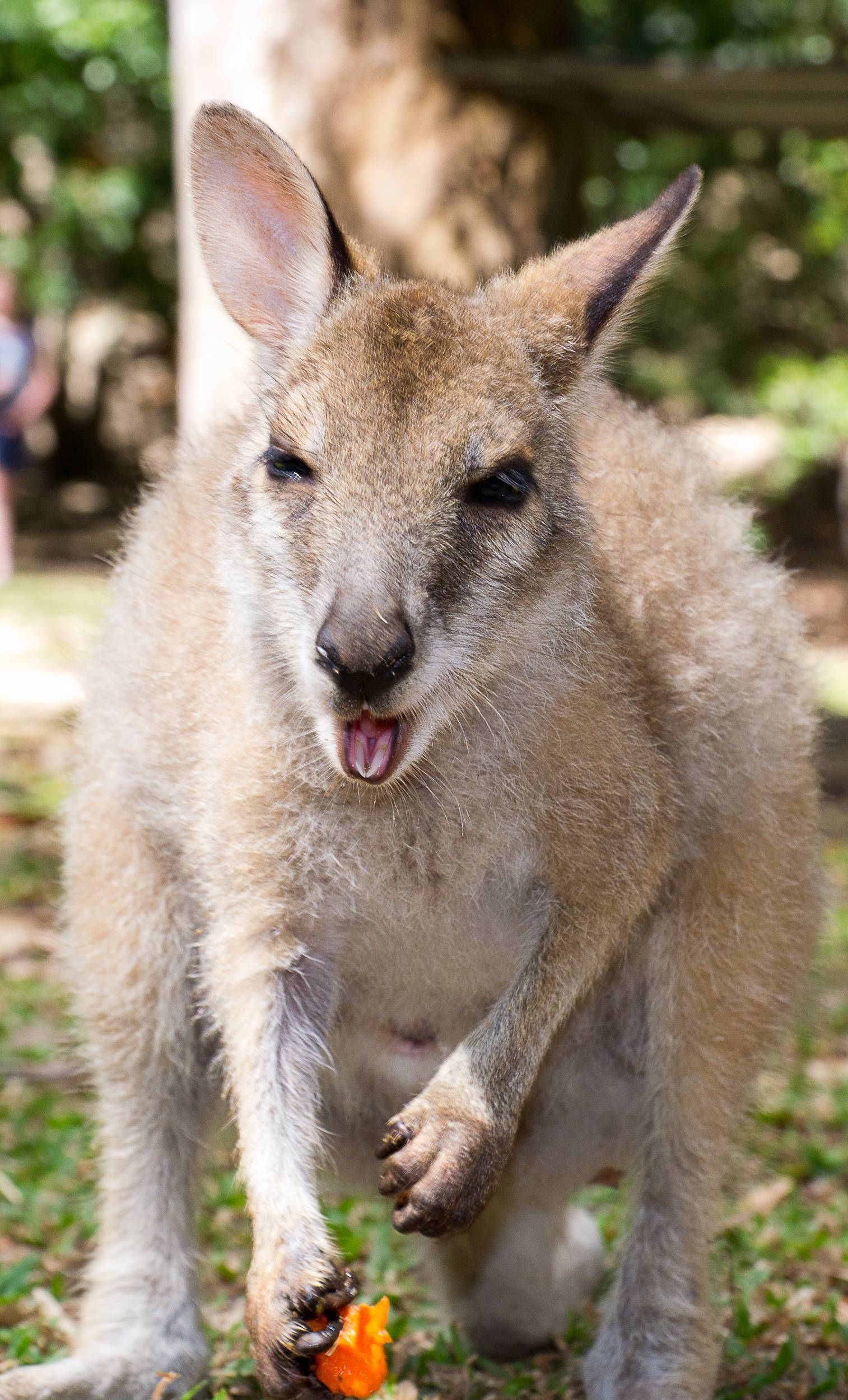 kangaroos 