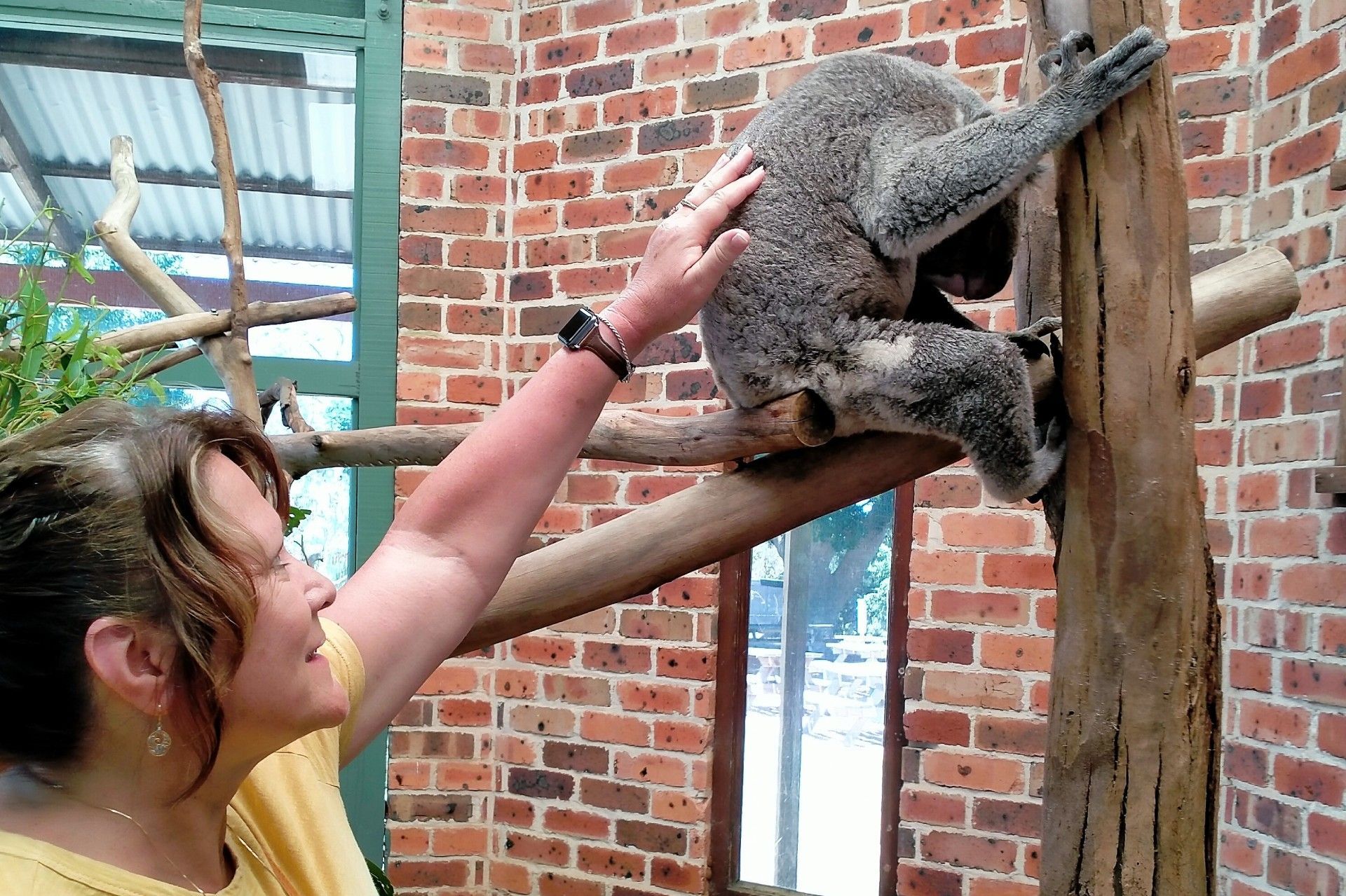 A woman petting a koala on a tree branch