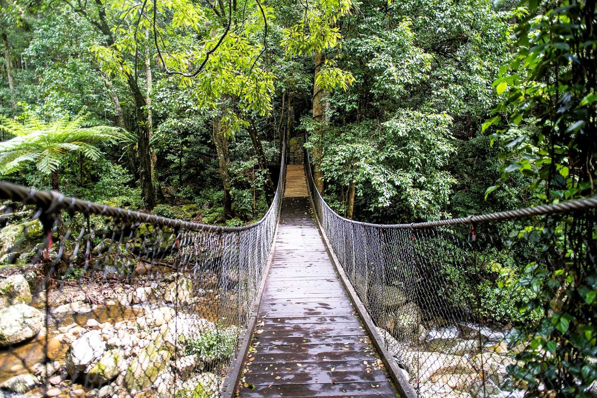 A rope bridge over a river in the jungle.