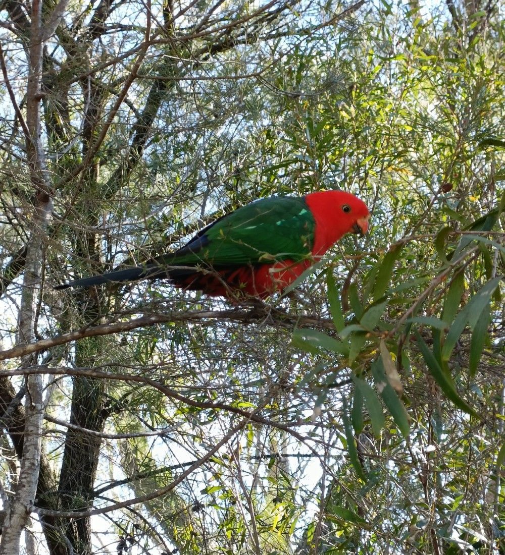 Blue Mountains Sydney Day Tours