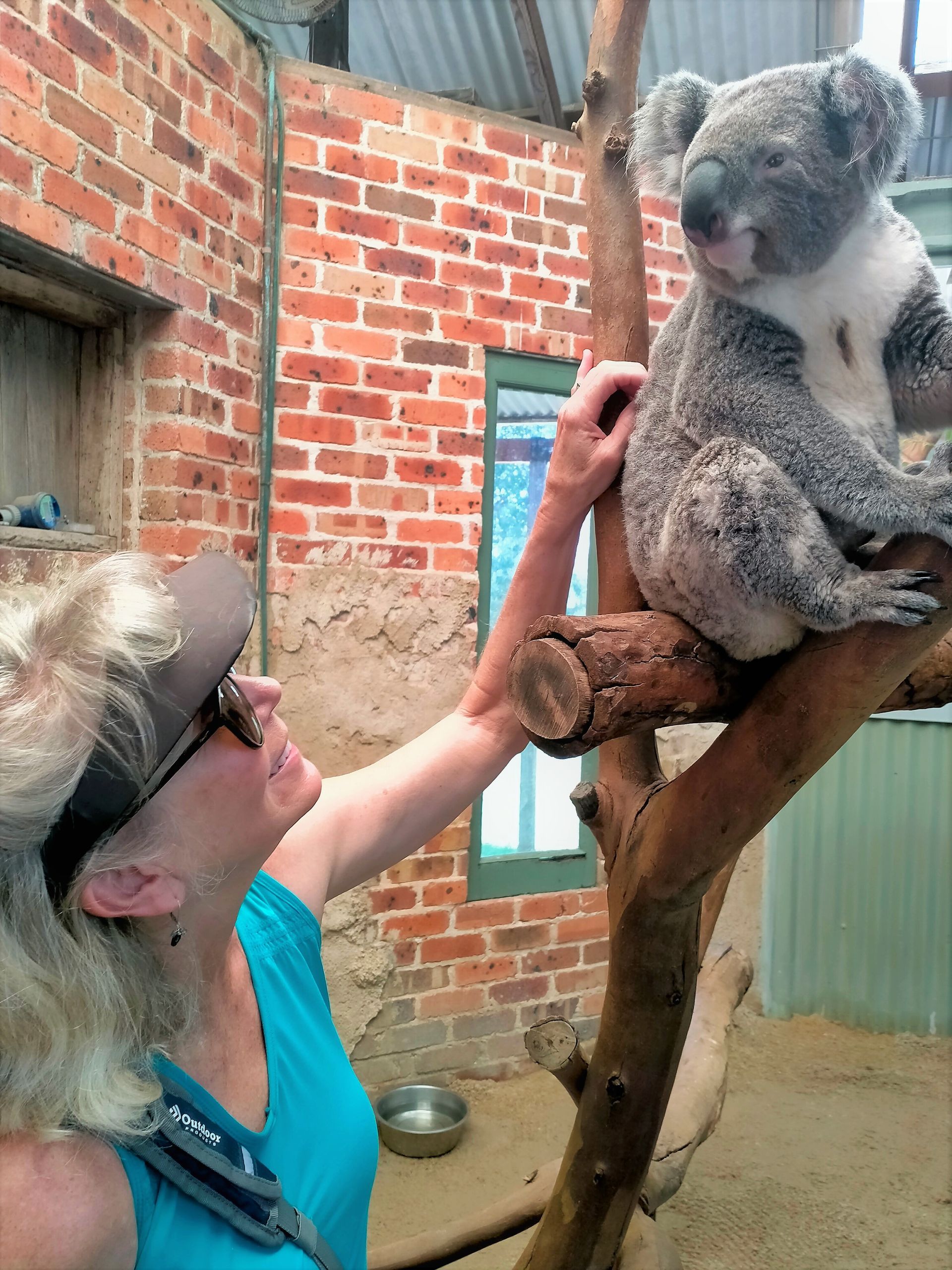 A woman petting a koala bear on a tree branch