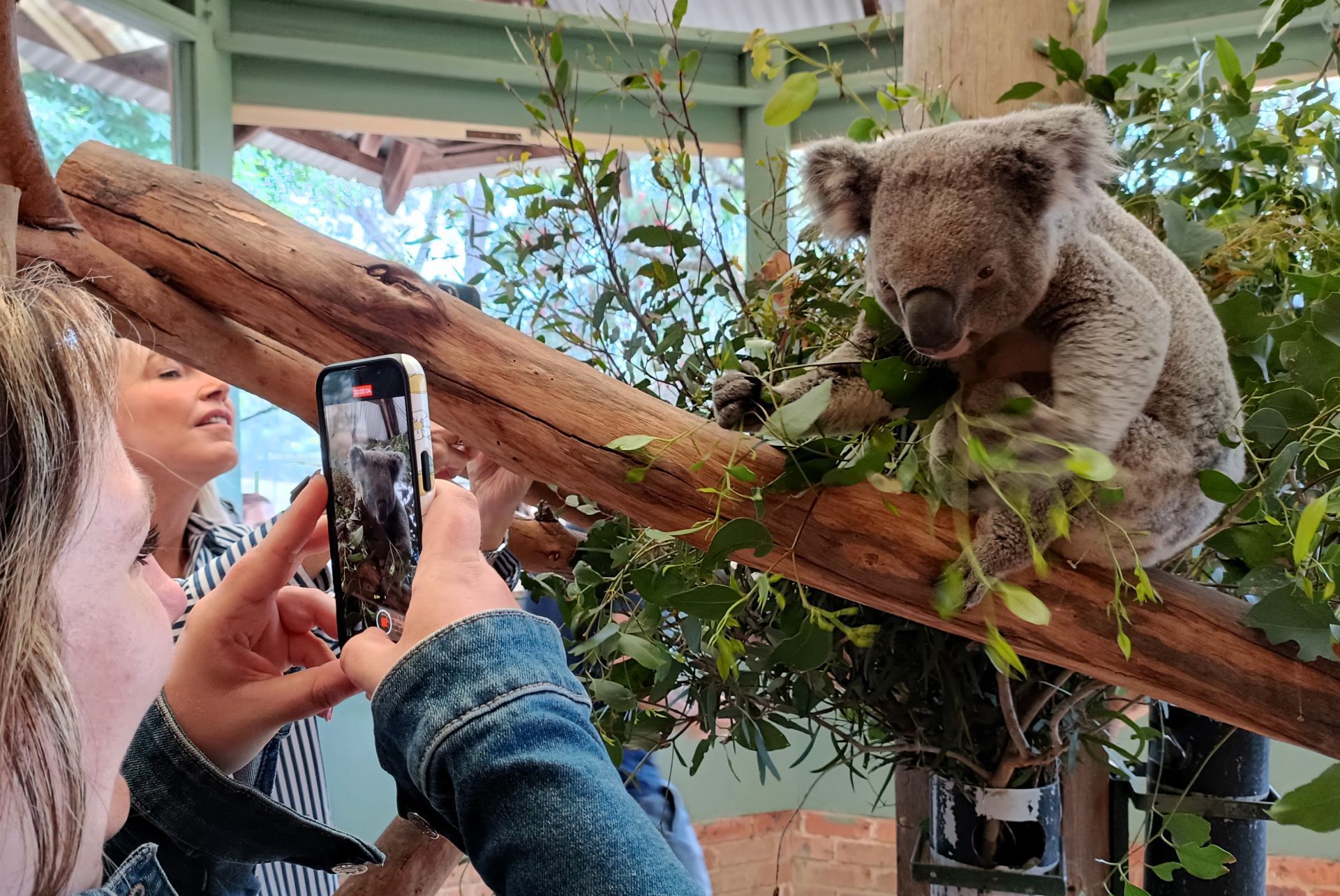 Two people taking photos of a koala eating eucalyptus leaves on a branch in a zoo enclosure.