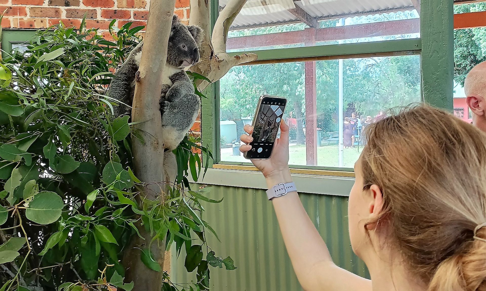 A person holding a phone takes a photo of a koala up close
