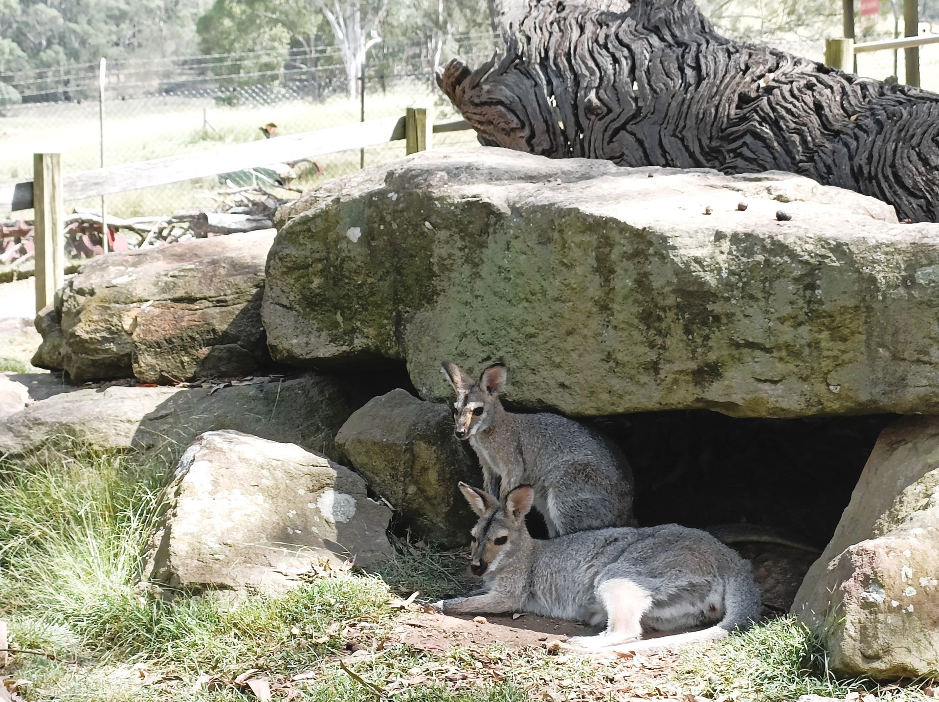 Two kangaroos are laying under a large rock.