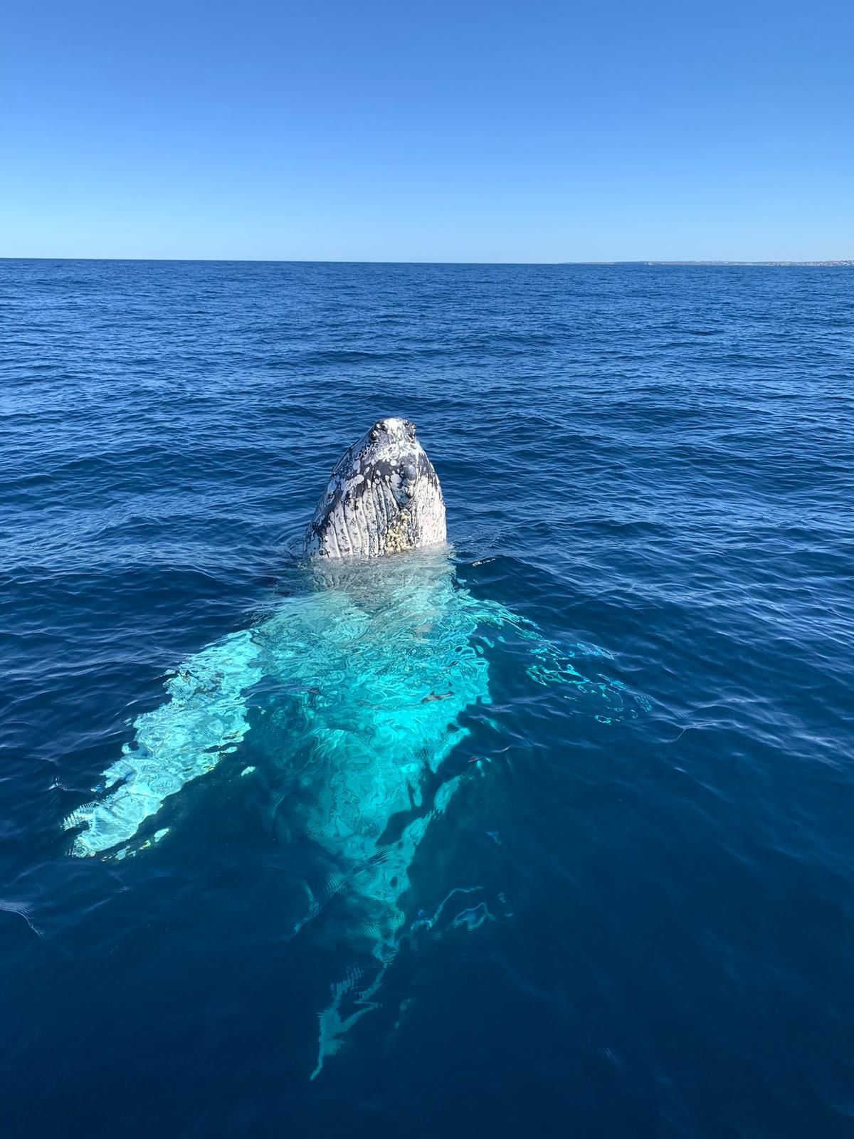 A whale pops out of the ocean