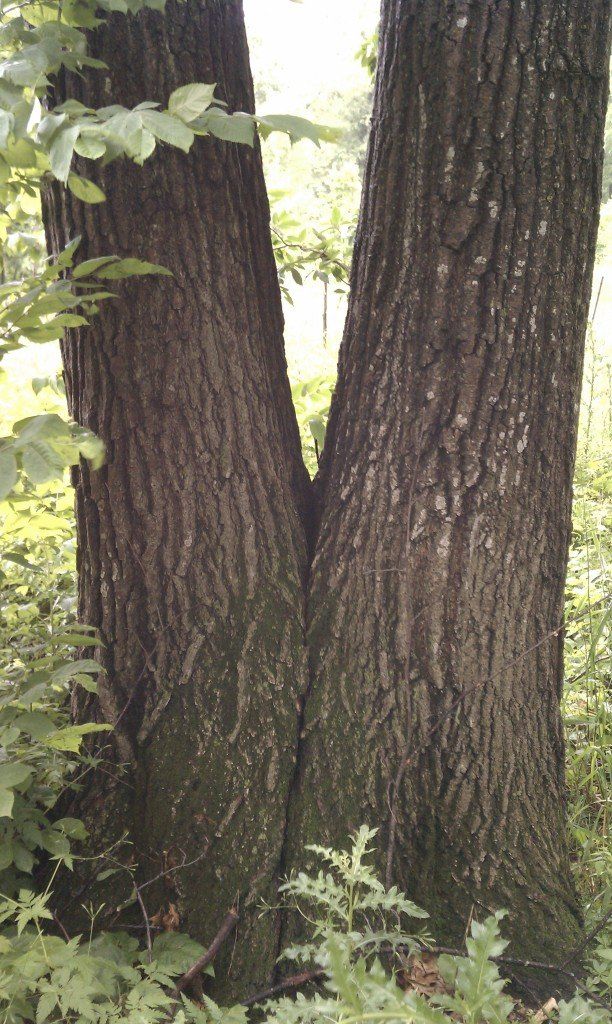 tree trimming lubbock