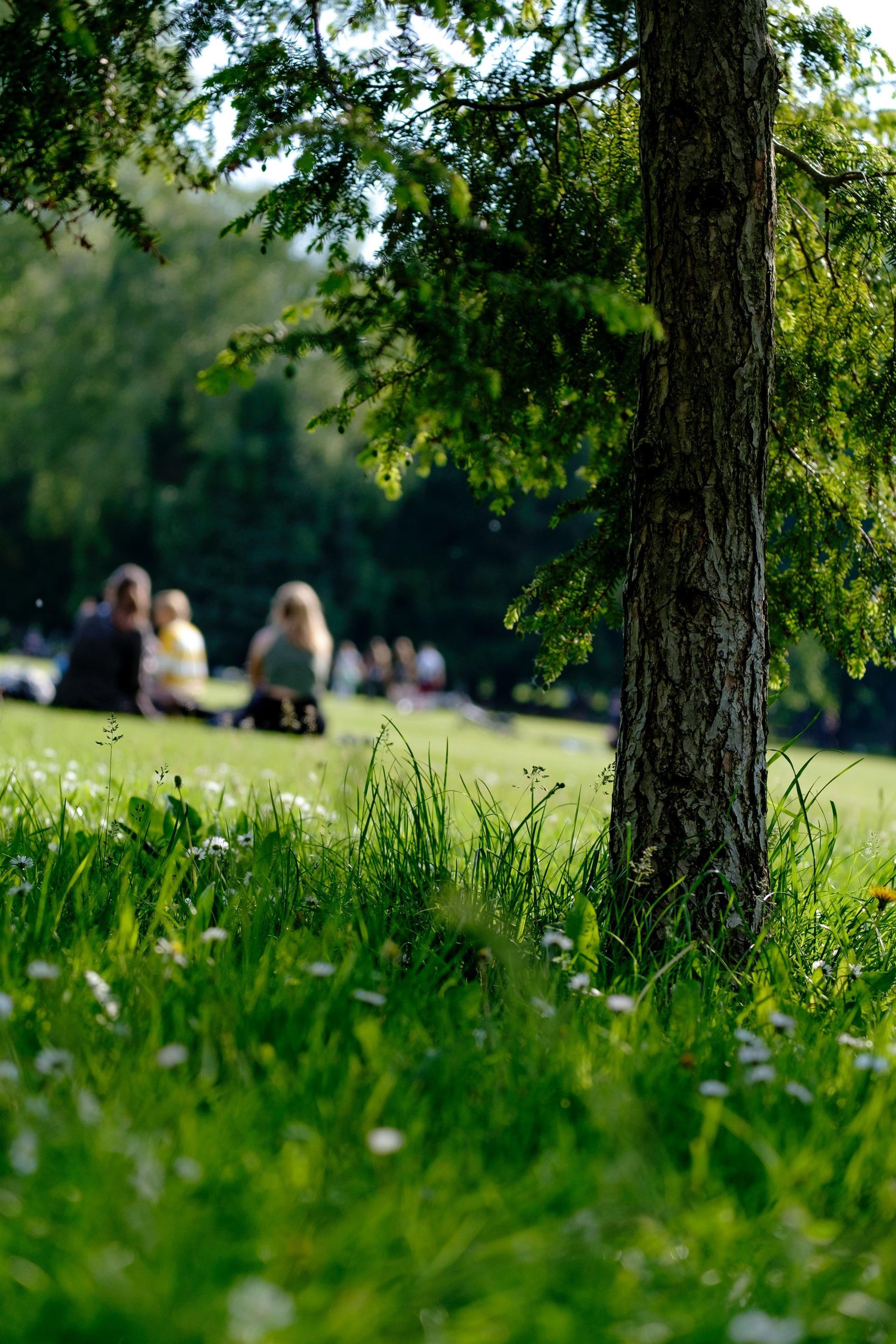 A group of people are sitting under a tree in a park.