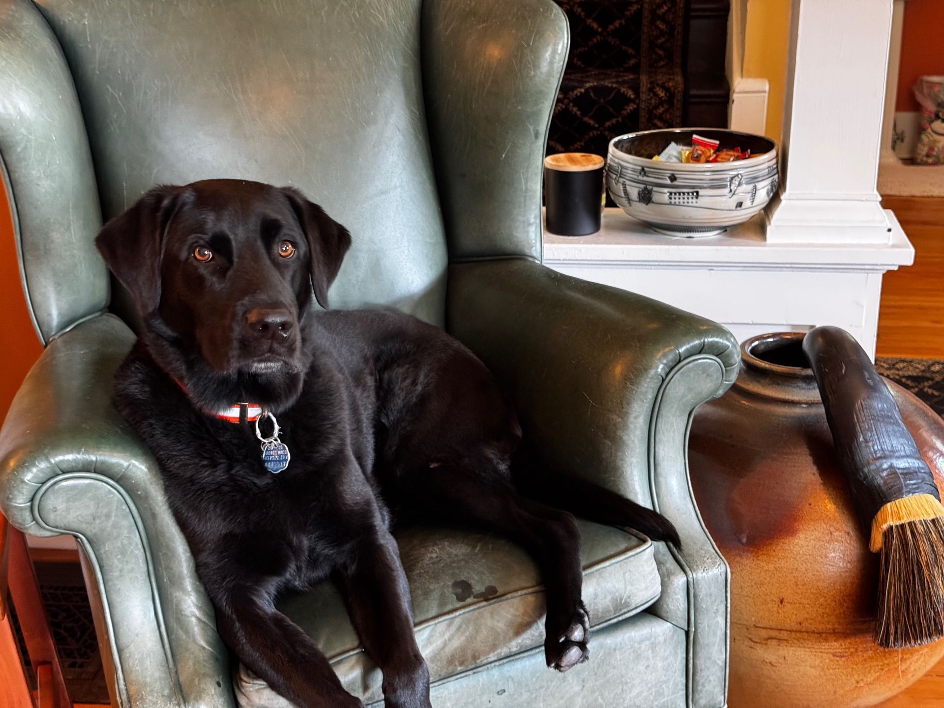 A black dog is laying in a green leather chair
