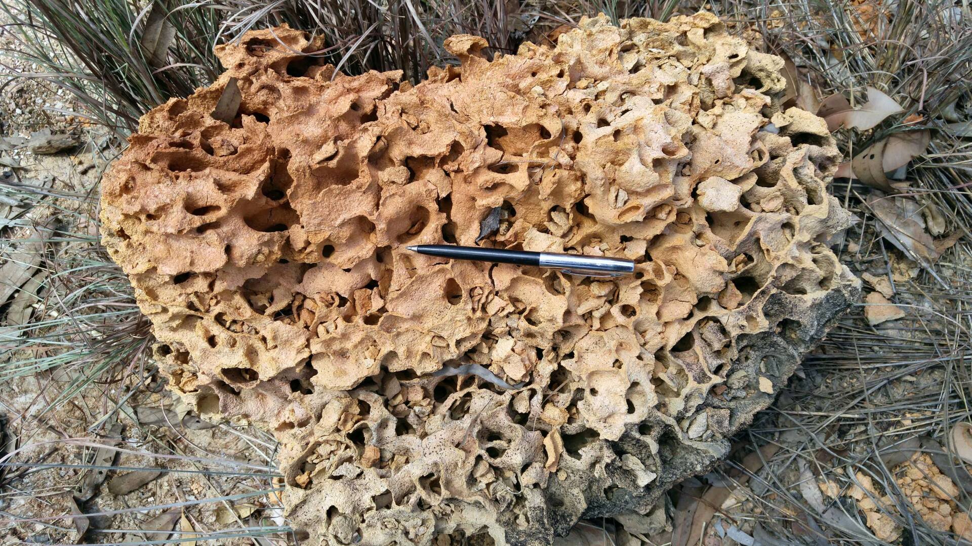 Termite Mound — Riverland SA — Casey’s Pest Control