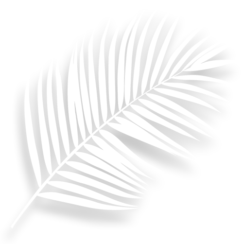 A white palm leaf with a shadow on a white background.