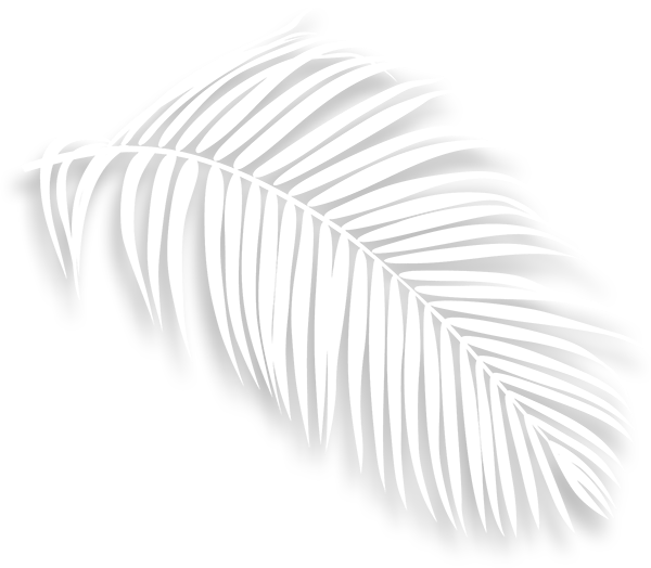 The shadow of a palm tree leaf on a white background.