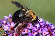 Carpenter bee - in Sevierville TN