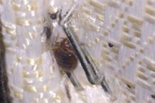 Bed Bug - in Sevierville TN