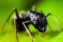 Carpenter Ant - insect in Sevierville TN
