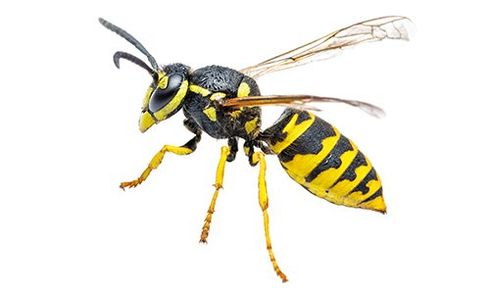 Bee Bee