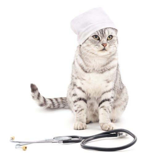 Pet Hospital — Cat with Stethoscope in Gurnee, IL
