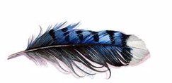 feather, intuitive healing durango co