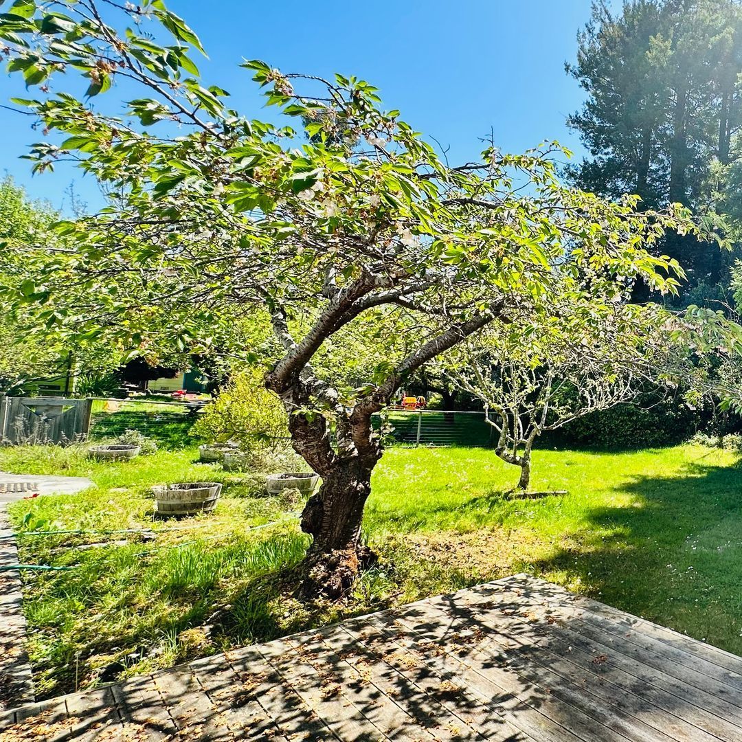 A tree with lots of leaves is in the middle of a lush green field.