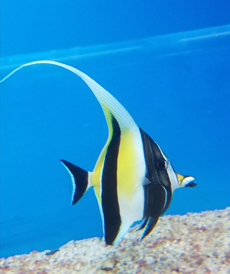 Marine Fishes — Visalia, CA — The Ultimate Aquarium