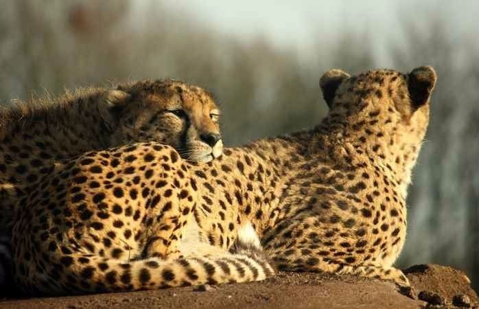 cheetah iran