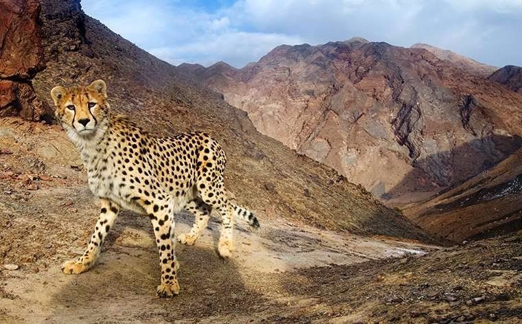 cheetah Iran