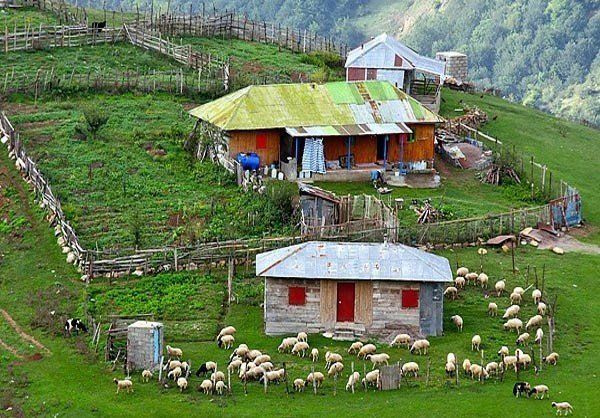 провинция Гилан, овцы на горе, природа иран