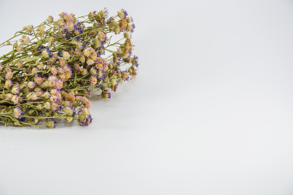 Dried Bouquet of Purple and Peach Flowers on a White Background — Ivy Lane Flowers and Gifts in Caloundra