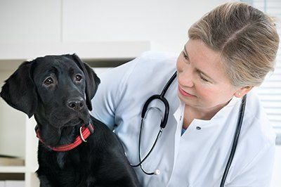 boarding senior dogs