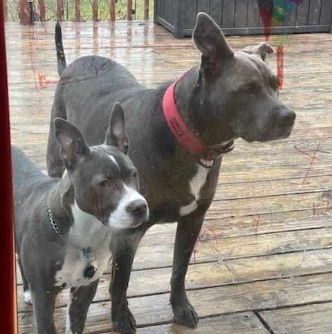 Two dogs are standing next to each other on a wooden deck.