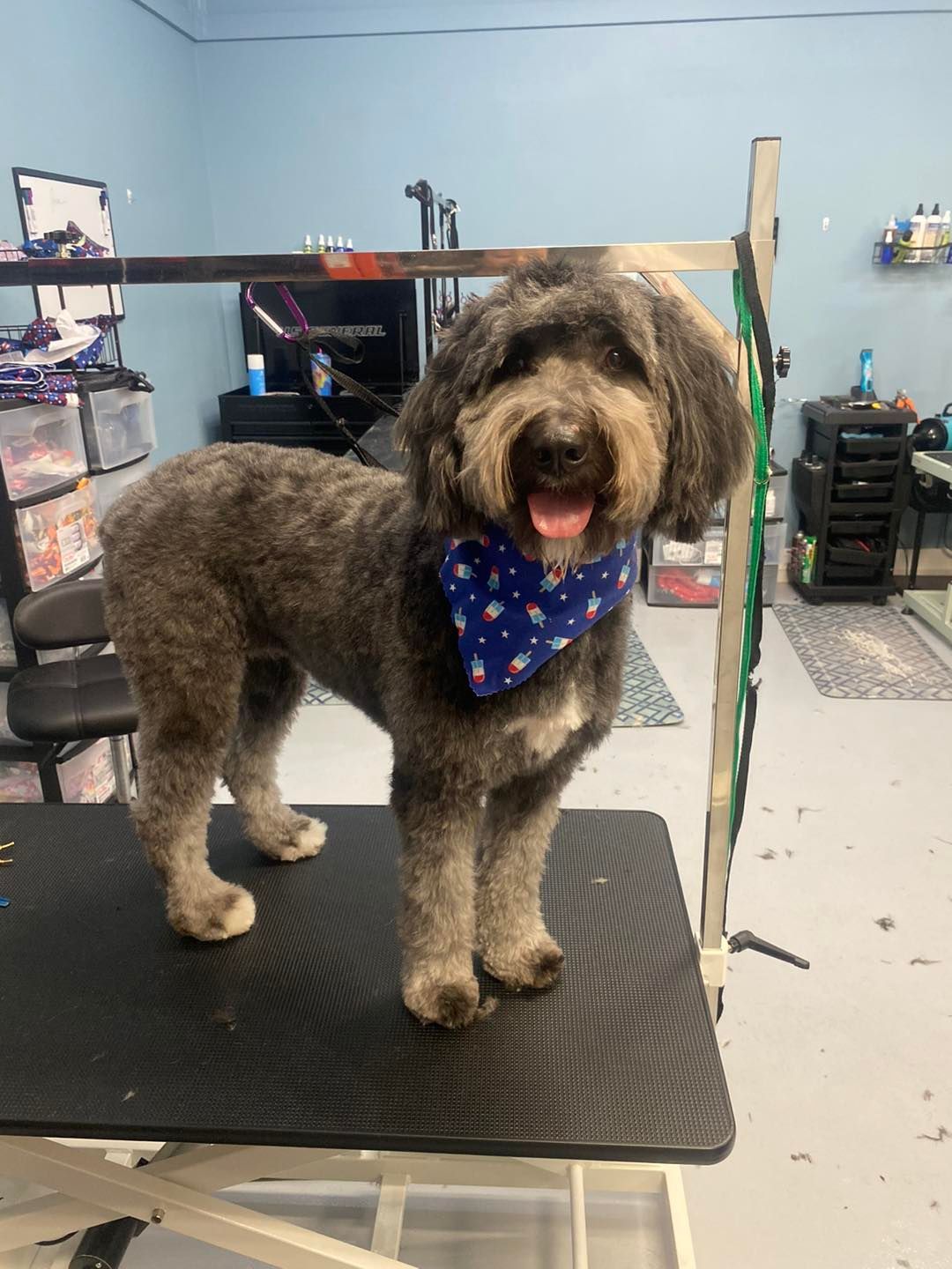 A dog wearing a blue bandana is standing on a grooming table.