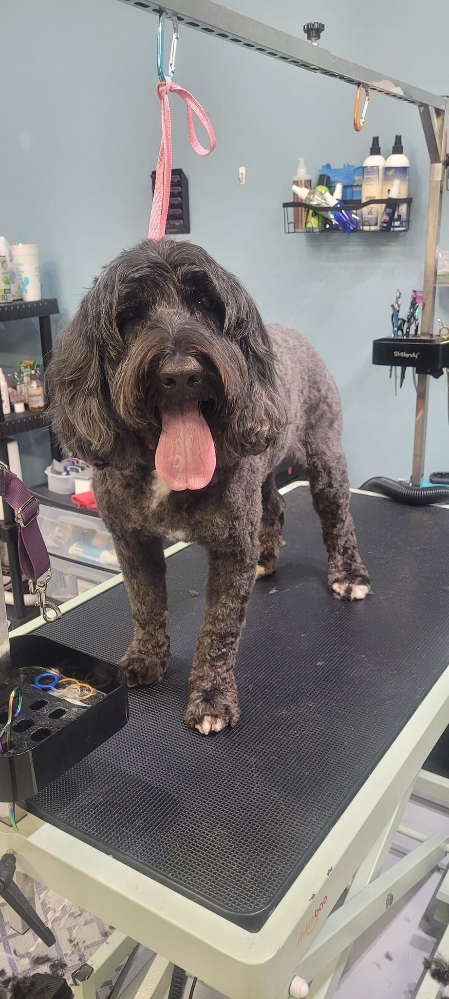 A dog is standing on a grooming table with its tongue out.