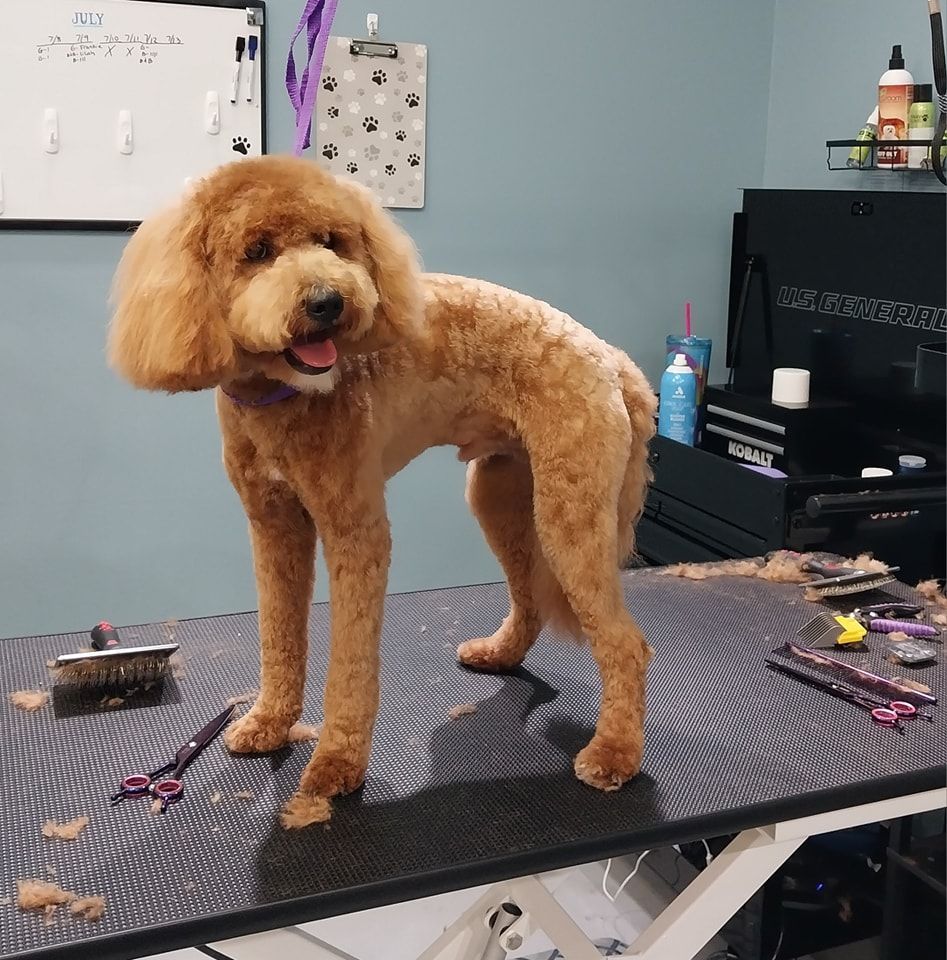 A brown dog is standing on a table with scissors and brushes.