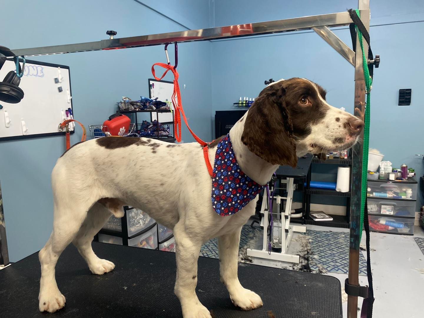 A brown and white dog wearing a bandana is standing on a table.