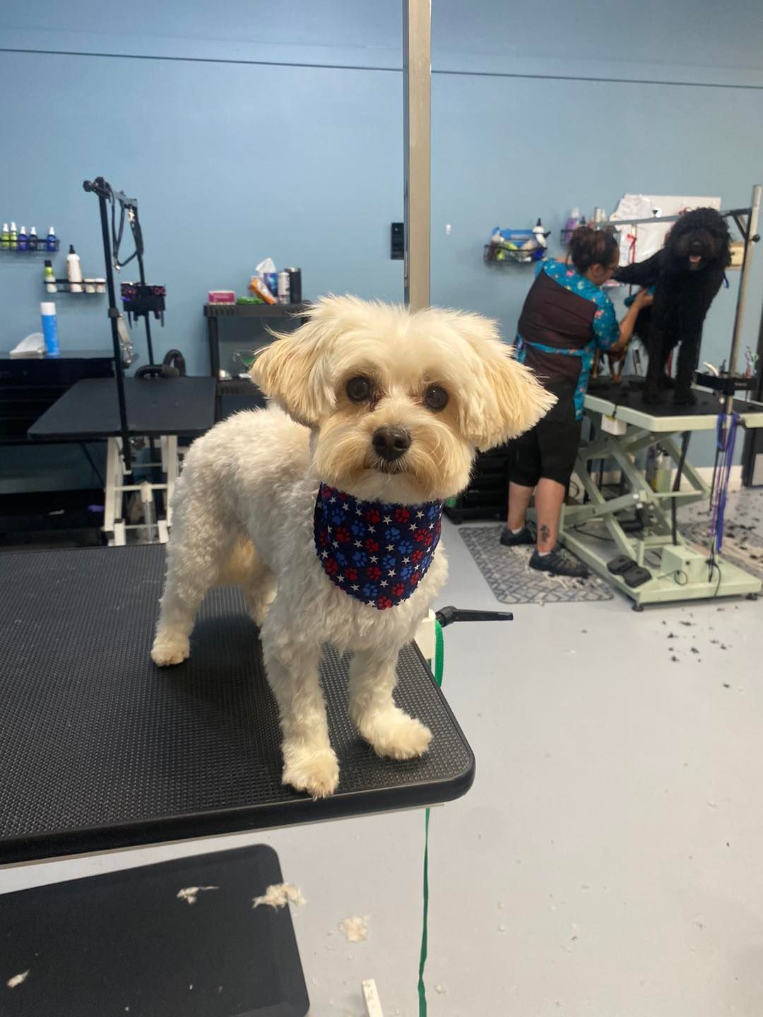 A small white dog is standing on a table in a grooming salon.