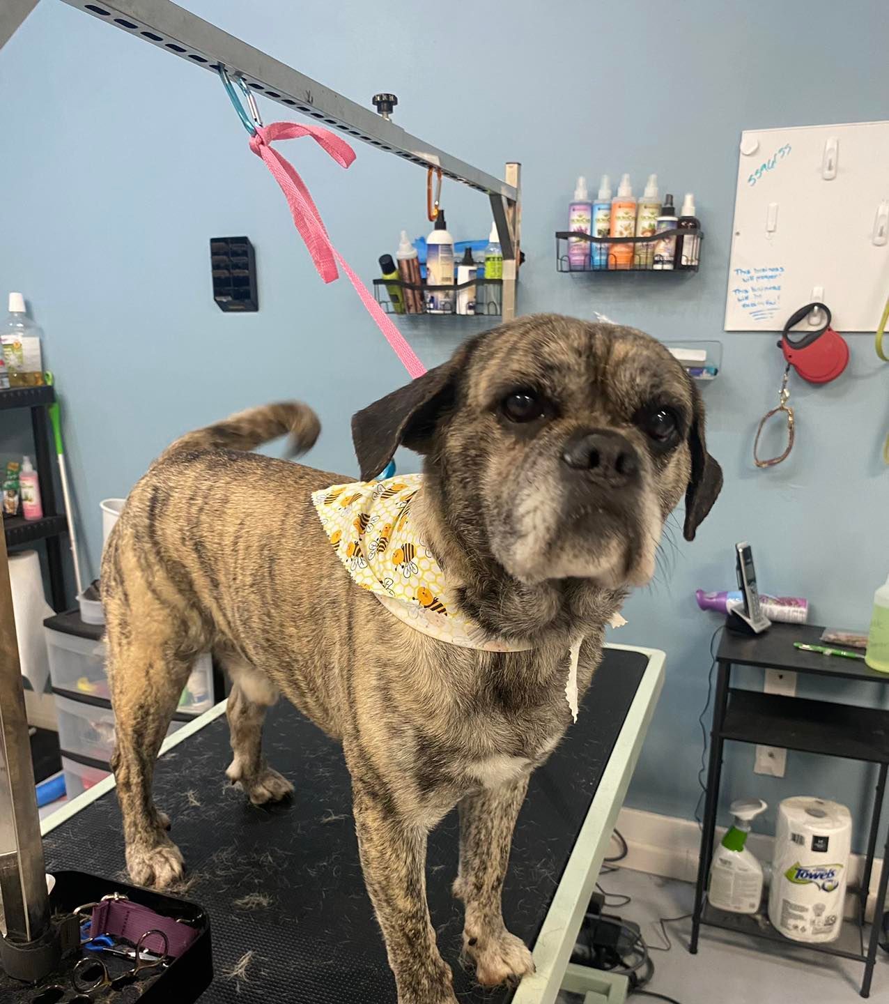 A dog wearing a bandana is standing on a grooming table.