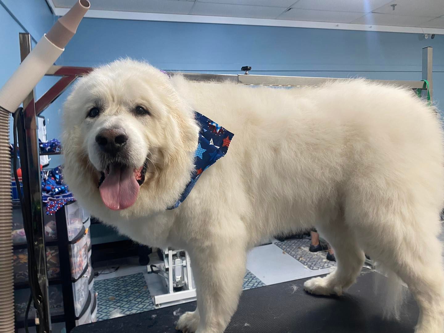 A white dog wearing a bandana is standing on a grooming table.
