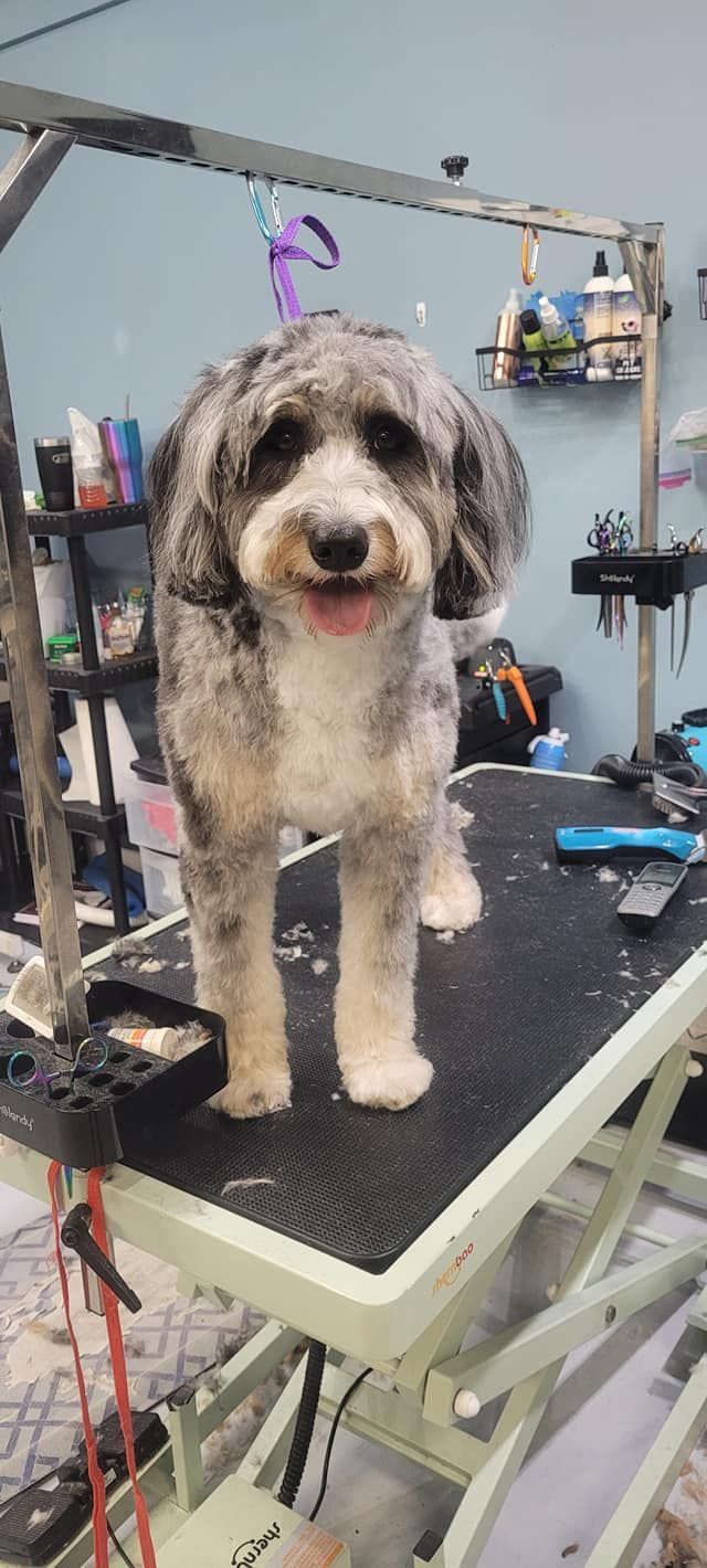 A small dog is standing on a grooming table.