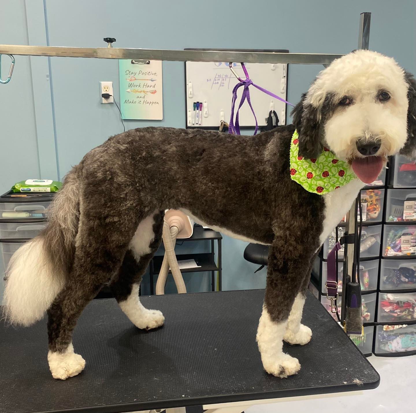 A brown and white dog with a green scarf around its neck.