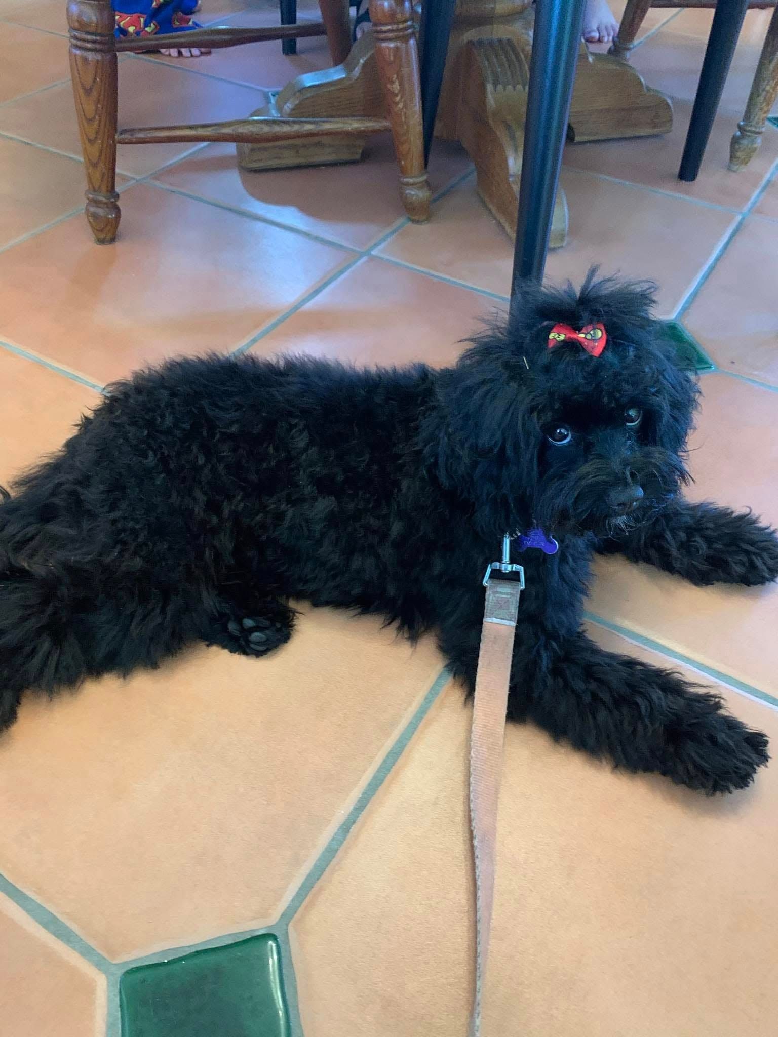 A black dog is laying on the floor next to a table.