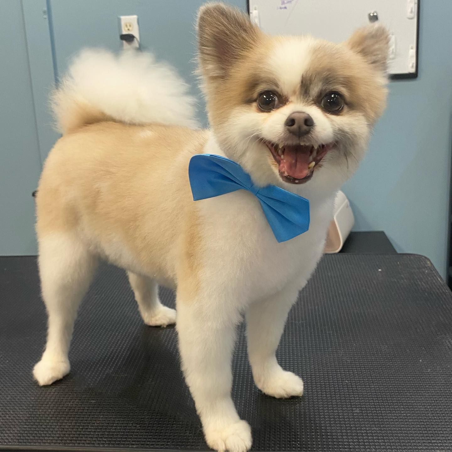 A small dog wearing a blue bow tie is standing on a table.