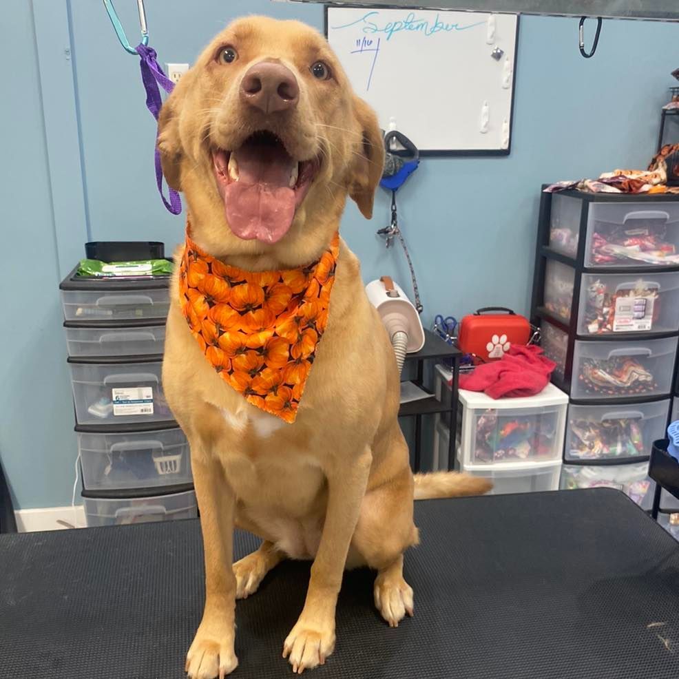A small dog wearing a tie is sitting on a table.