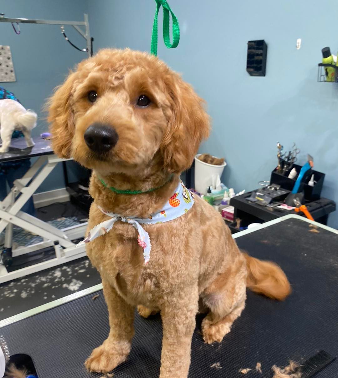 A dog with a green leash is sitting on a table.
